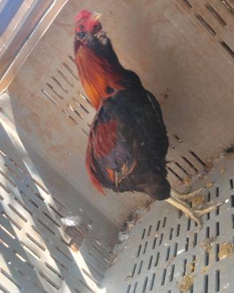 Gallo Araucana blu frumento