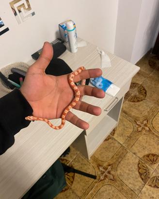 Serpente del grano