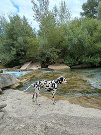 DALMATA. Disponibile per la monta