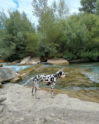 DALMATA. Disponibile per la monta