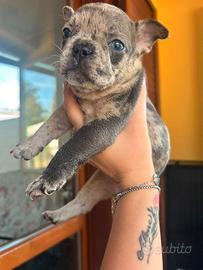 Cucciola Buldog francese esotica merle