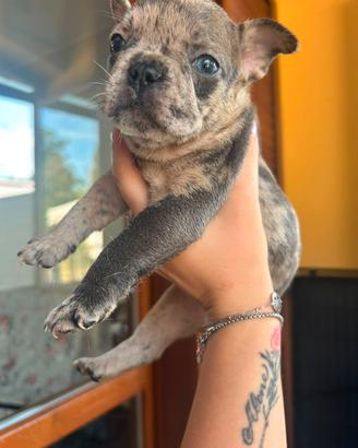 Cucciola Buldog francese esotica merle