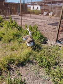 Oca cignoide maschio