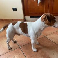 Disponibile per monte accoppiamento