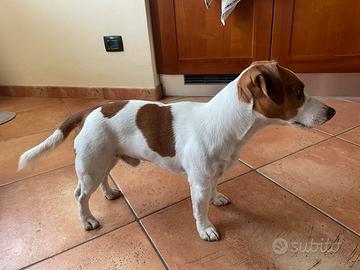 Disponibile per monte accoppiamento