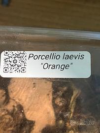 Regal o mini colonia di porcellio laevis orange