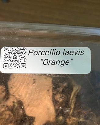 Regal o mini colonia di porcellio laevis orange