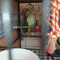 Grande alessandrino nato maggio 2025 maschio sess