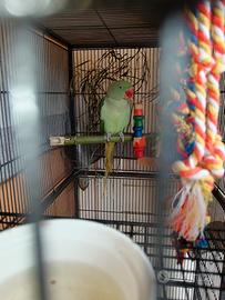 Grande alessandrino nato maggio 2025 maschio sess