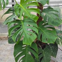 Monsters Albo variegata