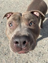 American pitbull terrier