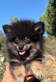 Spitz di Pomerania