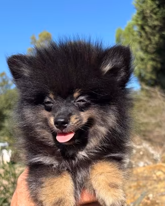 Spitz di Pomerania