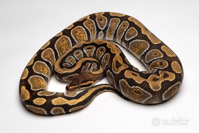 Pitone reale sub adutlo Cypress