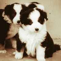 Miniature American Shepherd MAS (Australian)