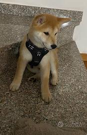 Shiba inu