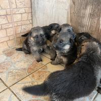 Cuccioli Pastore Tedesco