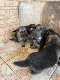 Cuccioli Pastore Tedesco