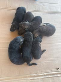 Cuccioli di Pastore Tedesco