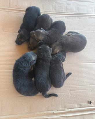 Cuccioli di Pastore Tedesco