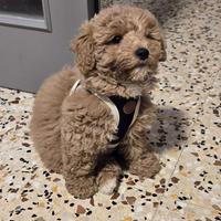 Maltipoo