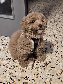 Maltipoo