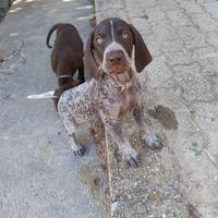 Cuccioli bracco tedesco tartufi e caccia
