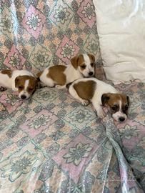 Jack russel nani a zampa corta