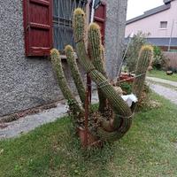 Pianta Cactus ultradecennale