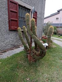 Pianta Cactus ultradecennale