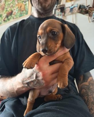 Cuccioli bassotto maschio
