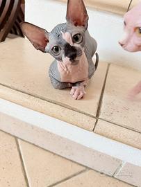 Cuccioli sphynx