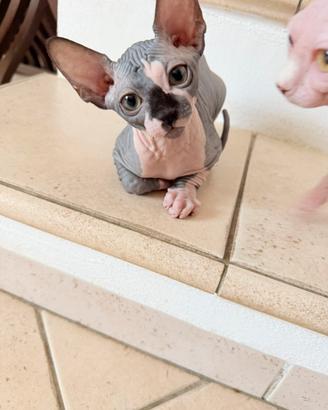 Cuccioli sphynx