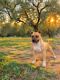 Amstaff maschio 1 anno e mezzo – Pedigree ENCI – L