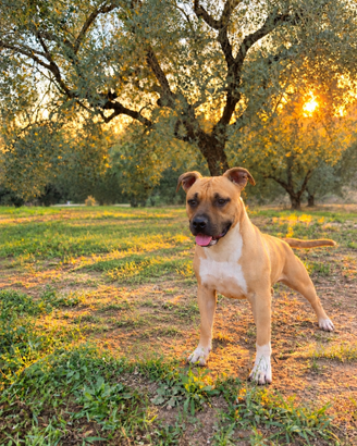 Amstaff maschio 1 anno e mezzo – Pedigree ENCI – L