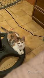 Gattina