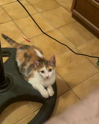 Gattina