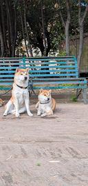 In donazione due cuccioli di Shiba inu