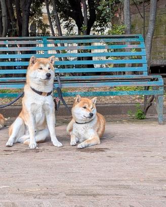In donazione due cuccioli di Shiba inu