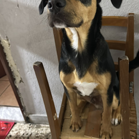 Cucciolo in adozione