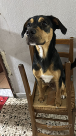 Cucciolo in adozione