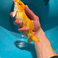 Pesci rossi,carpe koi,koi batterfly