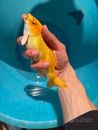 Pesci rossi,carpe koi,koi batterfly