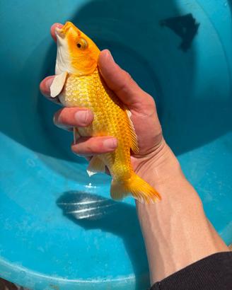 Pesci rossi,carpe koi,koi batterfly