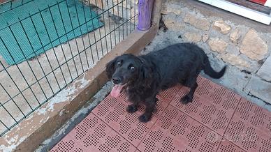 Cane da Tartufi