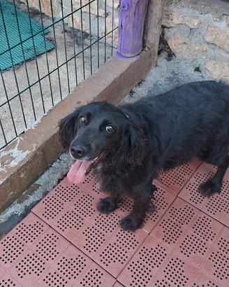 Cane da Tartufi