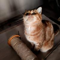 British shorthair femm.golden tabby 9 mesi