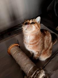 British shorthair femm.golden tabby 9 mesi