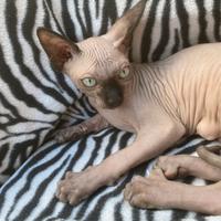 Sphynx con pedigree