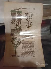 Stampa antica erbario tedesco 1600 MATTIOLI